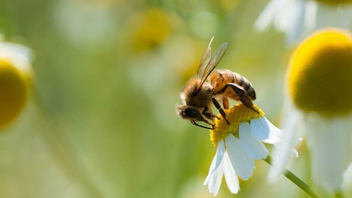 Biodiversität_Artenschutz_Gundlach Nachhaltigkeitsbericht 2021